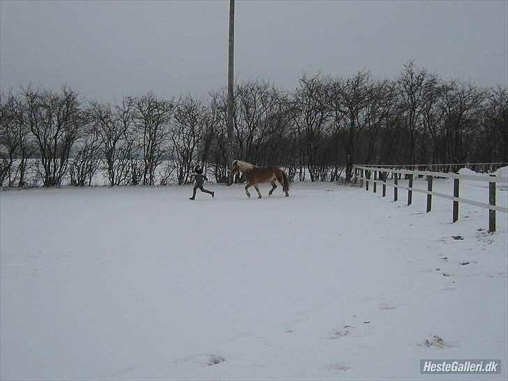 Haflinger Sandy van de Lohöfte (Balder) - Leg i sneen, 2012 <3 billede 4
