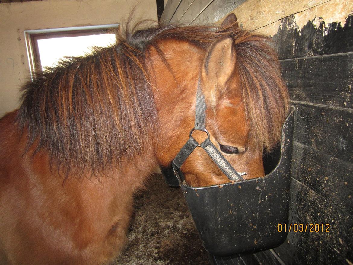 Gotlandsruss Julie (Dulle) - Julie der spiser;D billede 8