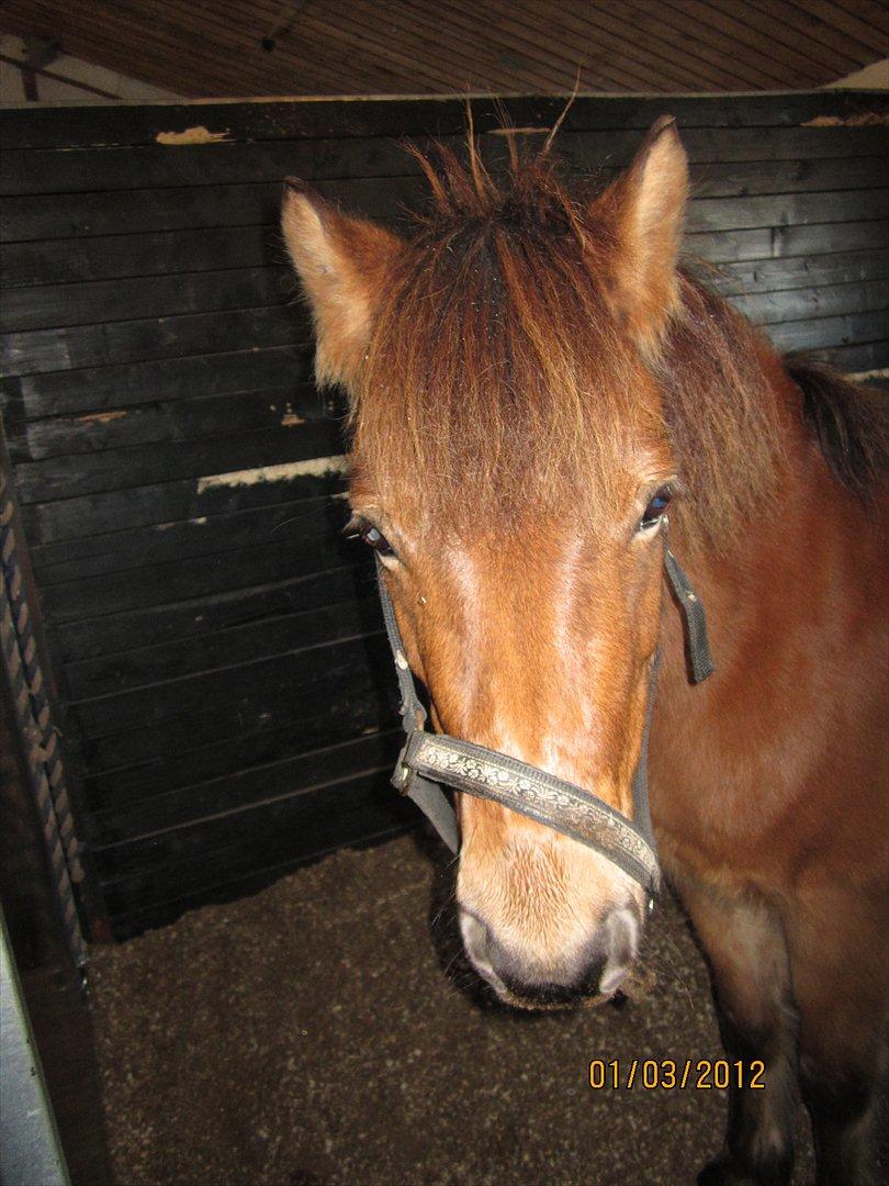 Gotlandsruss Julie (Dulle) - Julie!<3 billede 13