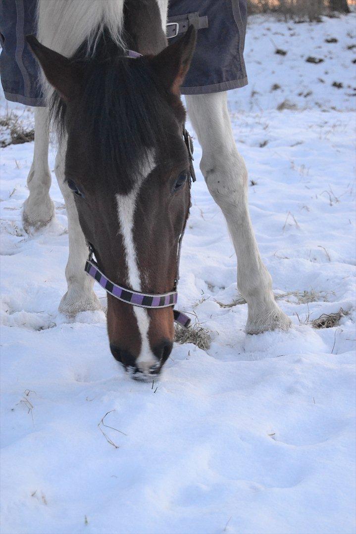Anden særlig race Melanie - Melanie i sne <3 
Foto: Mig  billede 2