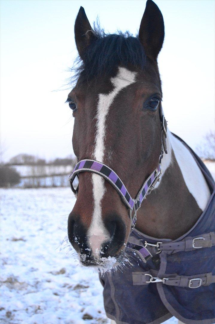 Anden særlig race Melanie - hun er bare så fin<3
Foto: Mig billede 16