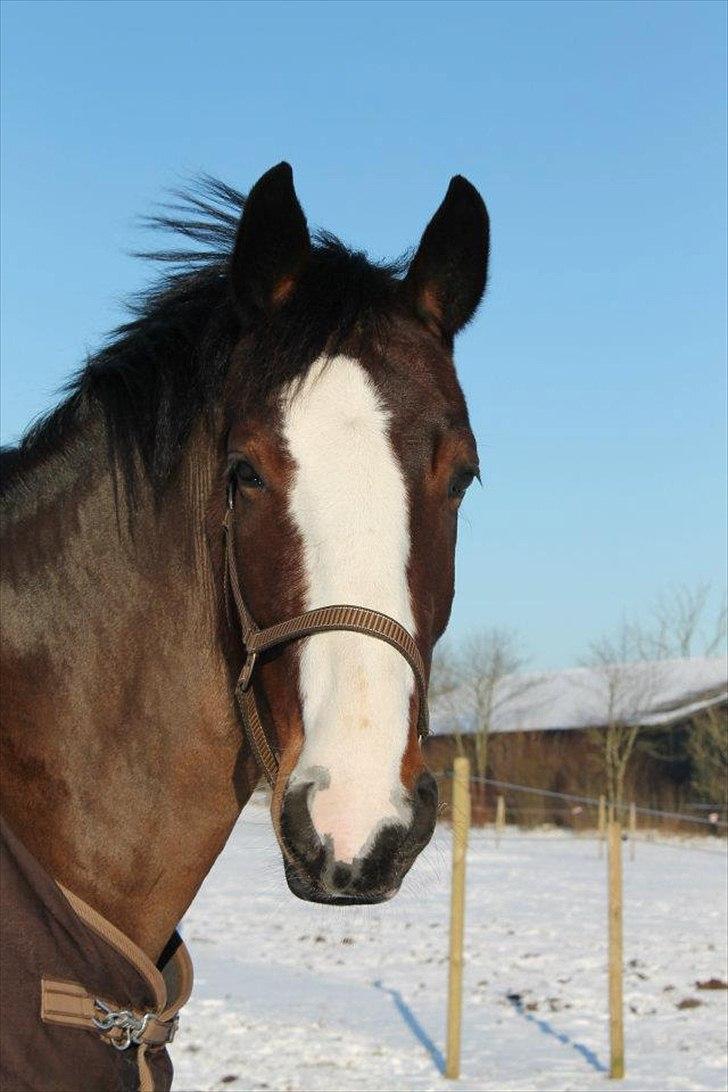 Hollandsk Varmblod Bonita billede 3