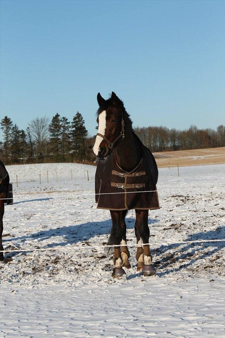 Hollandsk Varmblod Bonita billede 10