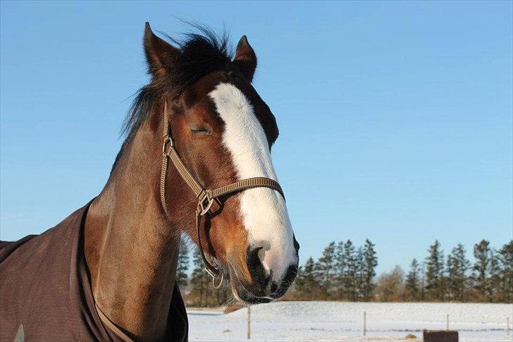 Hollandsk Varmblod Bonita billede 11