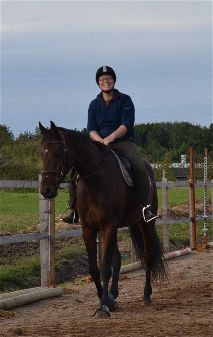 Holstener Waikiki - Deeejlige hest billede 16