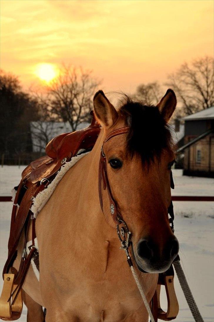 Anden særlig race Bakkegårdens Prinsesse Lars. - skønheden i solnedgang - fotograf: Anne wigh. billede 16