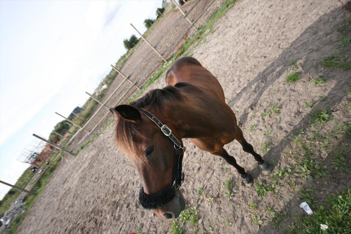 Traver König min skat :) - Könsen leger pony..
Sommeren 2010 billede 19