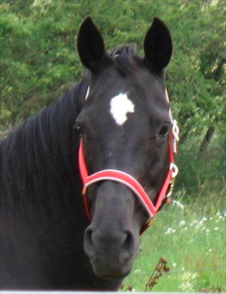 Oldenborg Valenzia - Lenzi 17 år billede 1