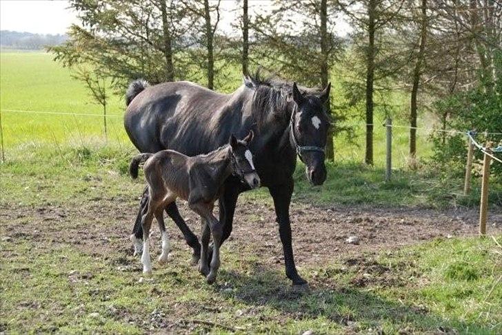 Oldenborg Valenzia - Lenzi med Nando føl ved siden billede 3