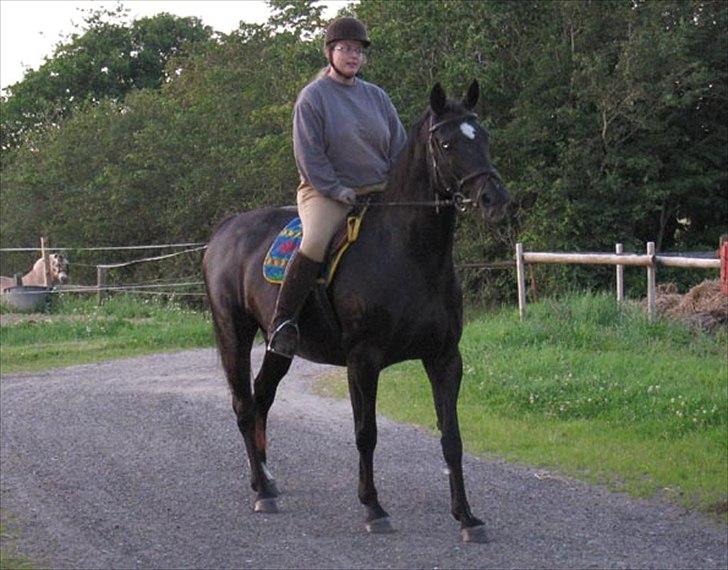 Oldenborg Valenzia - Lenzi med Merete som rytter. Første gang med rytter, efter 6 års pause som følhoppe..  billede 4