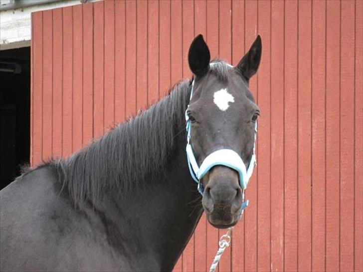 Oldenborg Valenzia - Lenzi 18 år. Og stadig smuk... billede 6