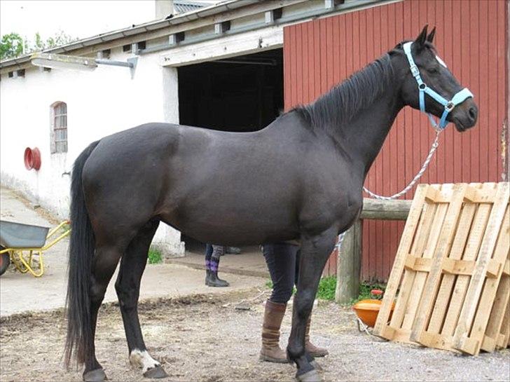 Oldenborg Valenzia - Lenzi 18 år.. Damen holder sig godt :o) billede 7