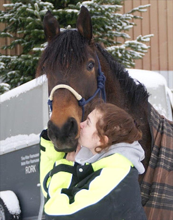 Dansk Varmblod - Dalvangs Cyclone <3 - 9 | Min smukke dreng i sneen <3. D. 29.01.12 - Taget af Annika billede 9