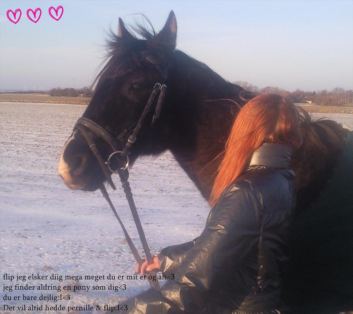 Anden særlig race Flip - mig og min elskede pony<3 billede 6