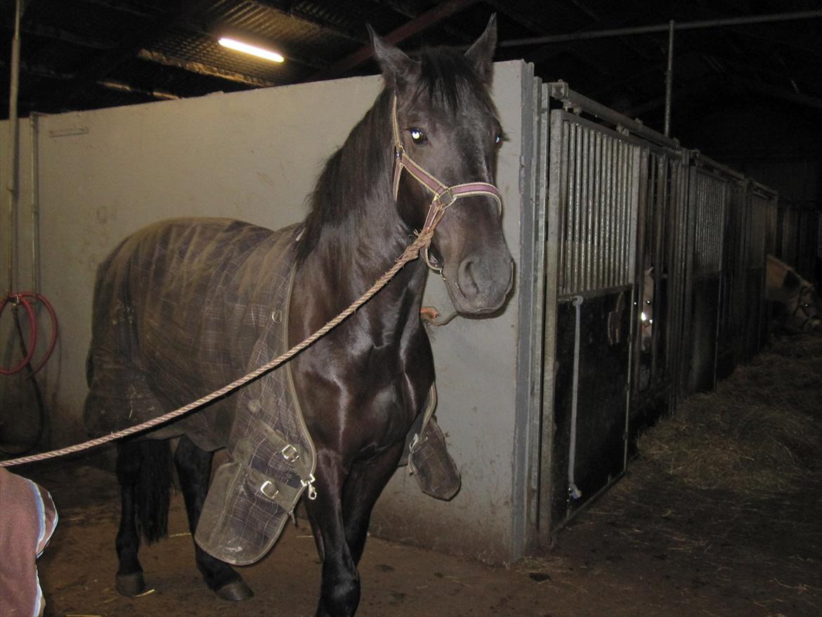 Barockpferd Hope's Kashede - taget d 27-01-2012 Helt vildt så stor forandring hun har taget billede 8