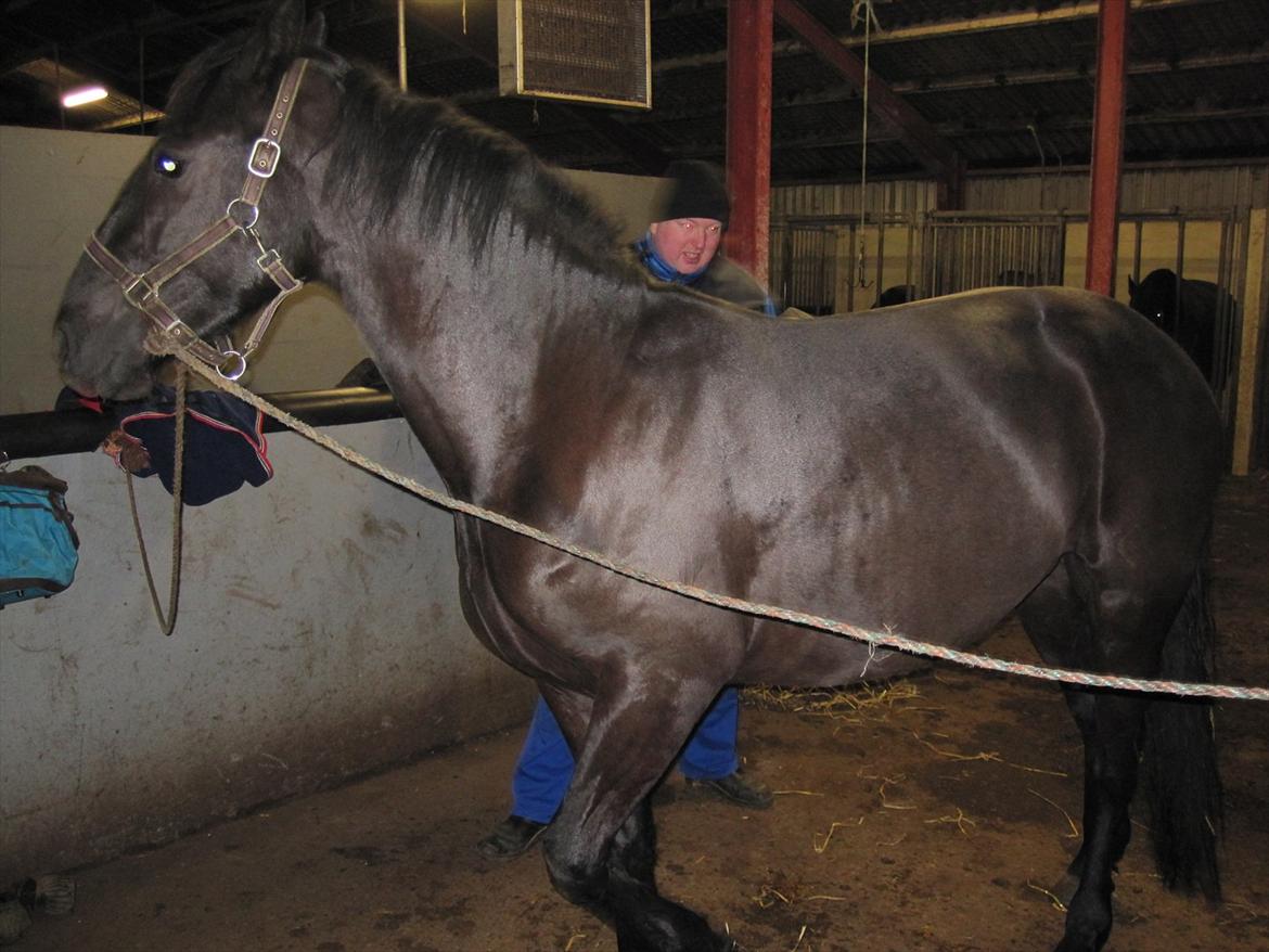 Barockpferd Hope's Kashede - 27-01-2012 billede 9