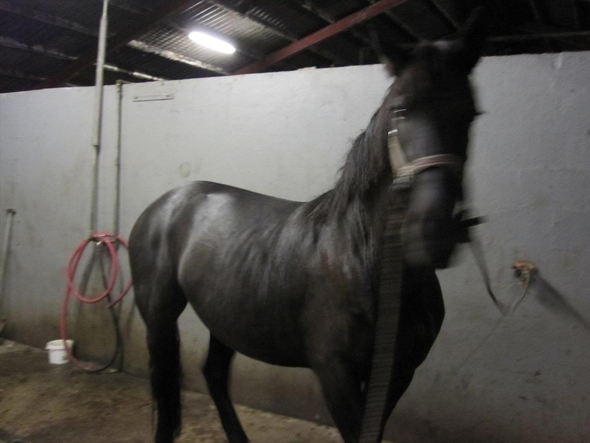 Barockpferd Hope's Kashede billede 10