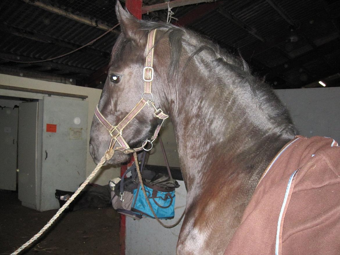 Barockpferd Hope's Kashede billede 11