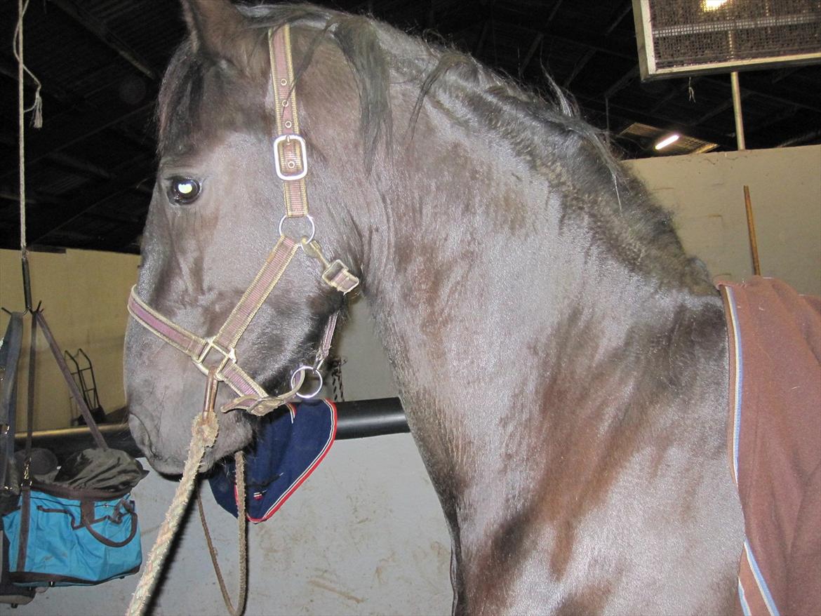 Barockpferd Hope's Kashede - det lige der det klør :o) billede 12