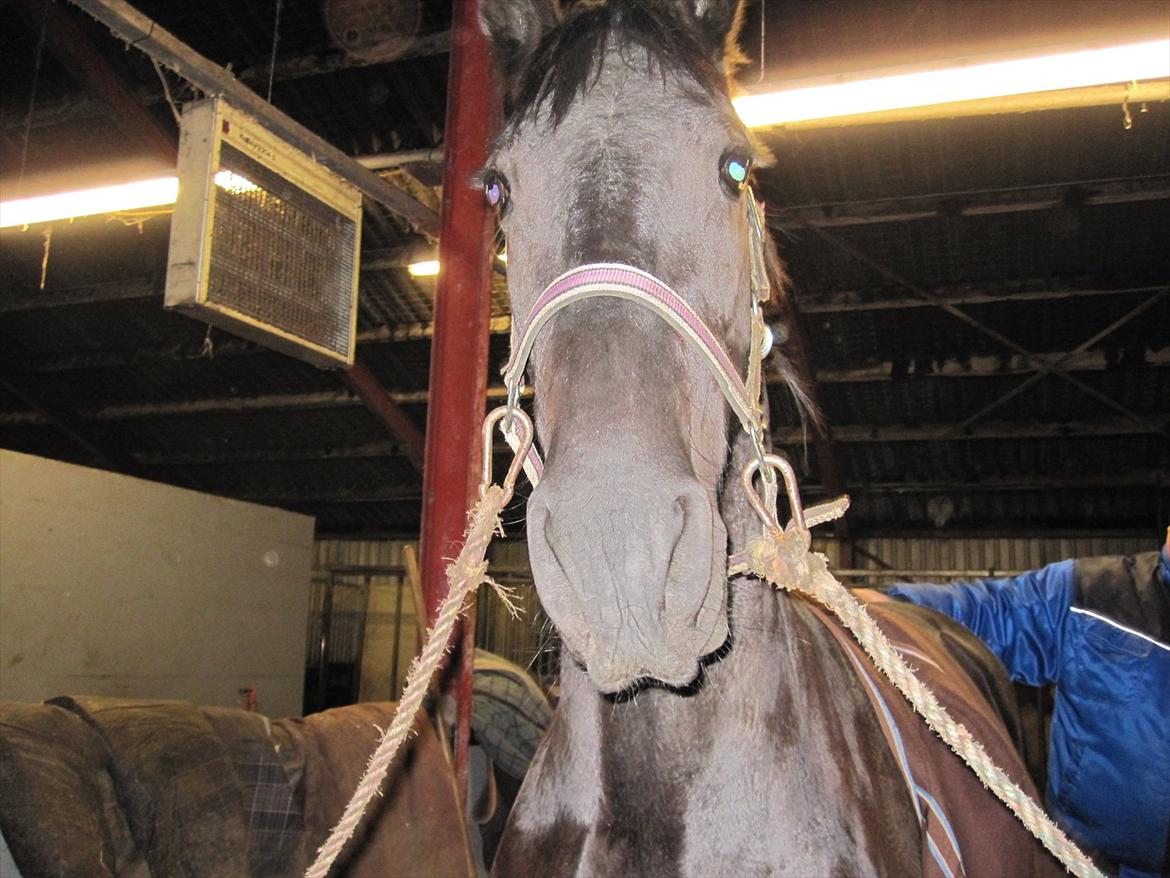 Barockpferd Hope's Kashede billede 13