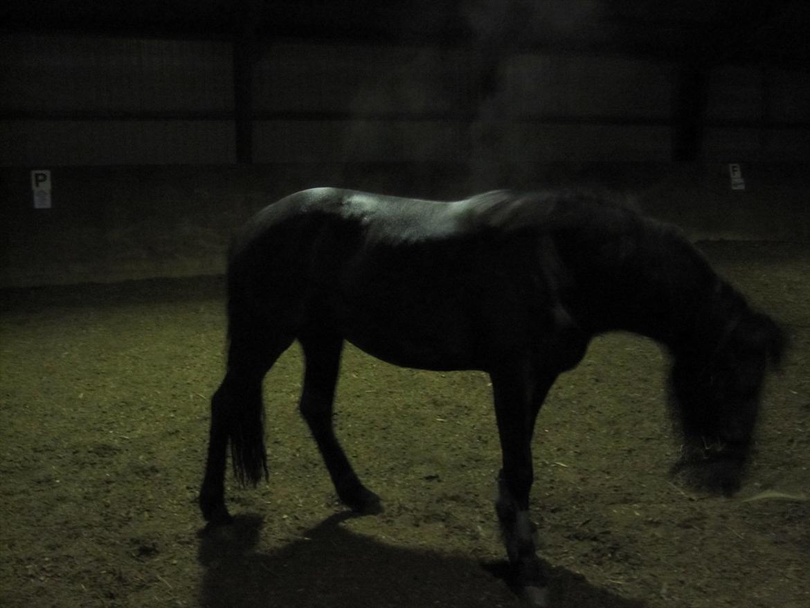 Barockpferd Hope's Kashede - Det sørme håårdt når der blir forlangt noget kommer man til at svede billede 14