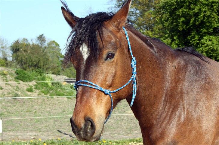 Anden særlig race Ferdinan billede 14