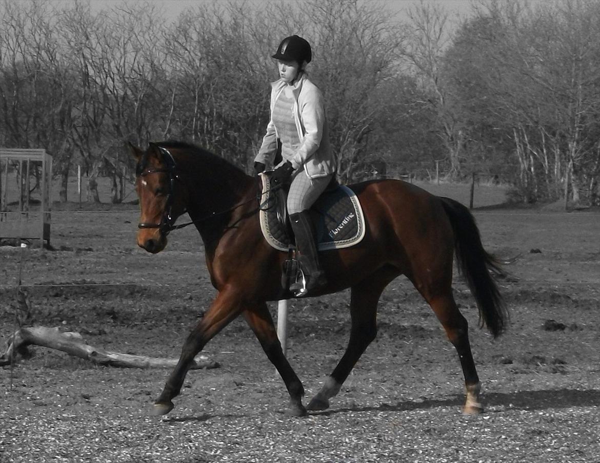 Anden særlig race Florentine billede 18