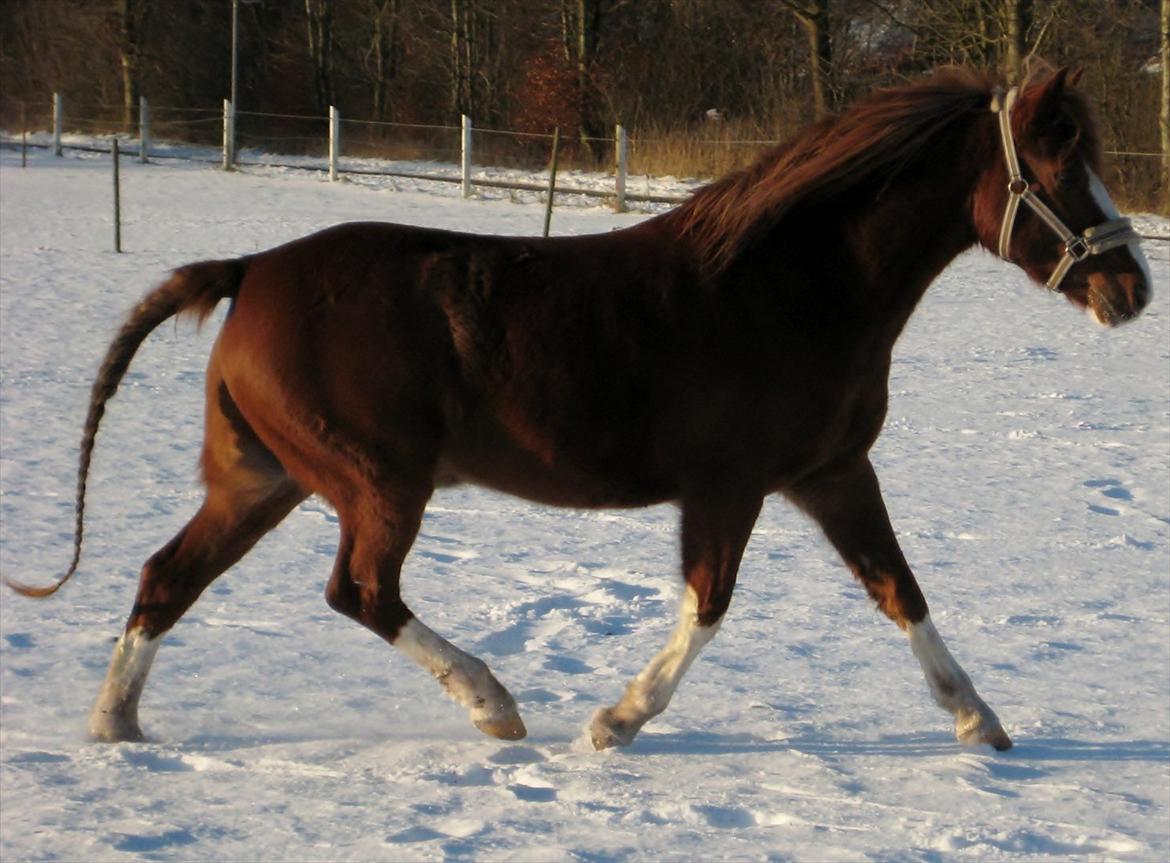 Anden særlig race Gizmo billede 9