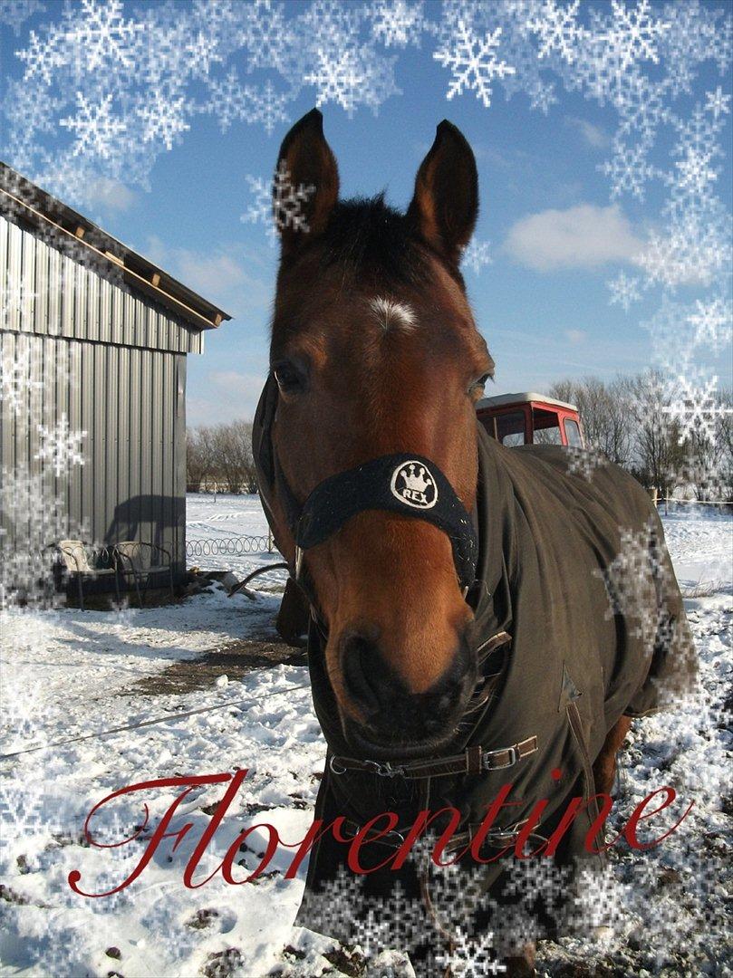 Anden særlig race Florentine billede 1