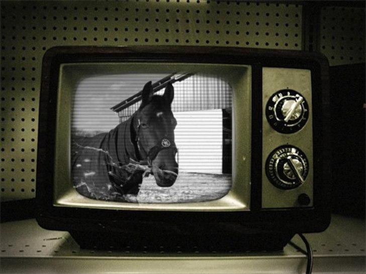 Anden særlig race Florentine billede 19