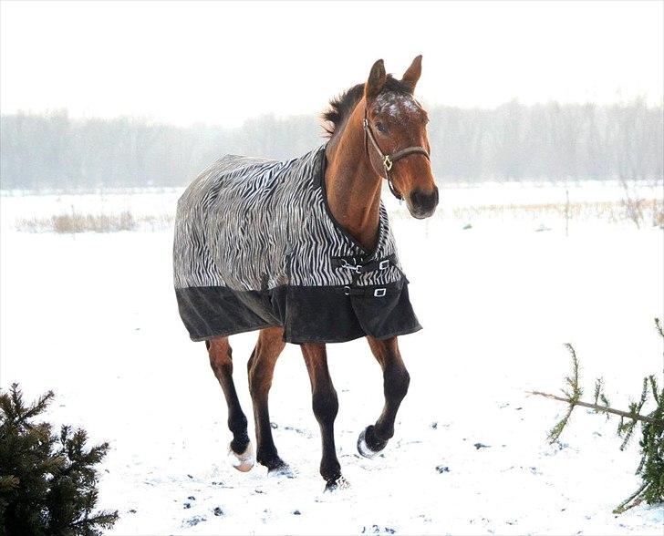 Knabstrupper Storlunds Zantino *SOLGT - slut. 2012* - Tino på mark - januar 2012 billede 20