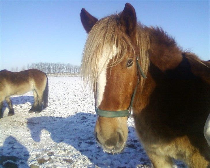 Anden særlig race Emmelie billede 1