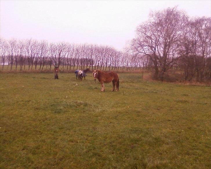 Anden særlig race Emmelie - Netop ankommet og alt er nyt billede 2