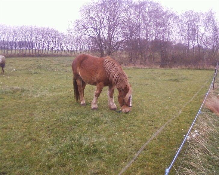 Anden særlig race Emmelie - Netop ankommet billede 3