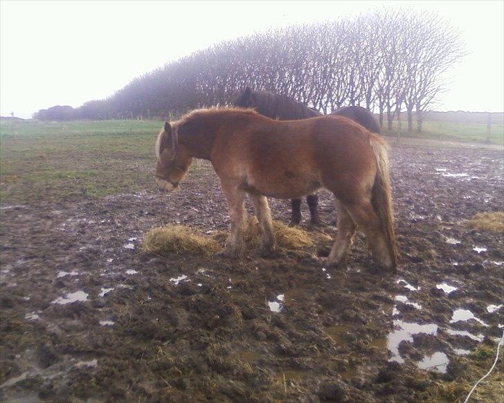 Anden særlig race Emmelie - feb 2012 billede 4