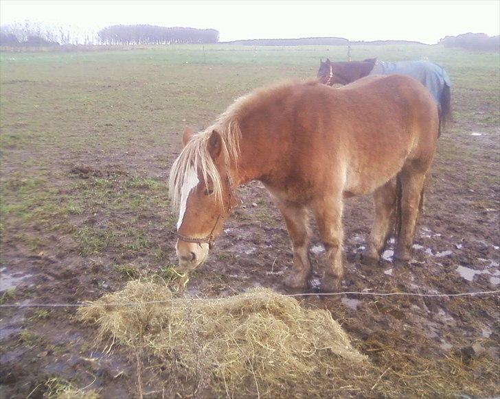 Anden særlig race Emmelie billede 5