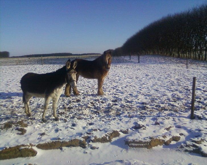 Anden særlig race Emmelie billede 6