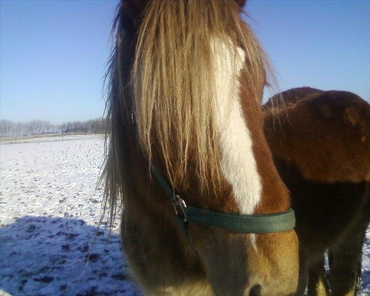 Anden særlig race Emmelie billede 7