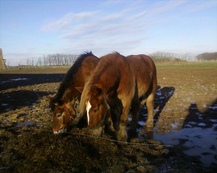 Anden særlig race Emmelie - Emmelie til højre og hendes mor Emma til venstre billede 8