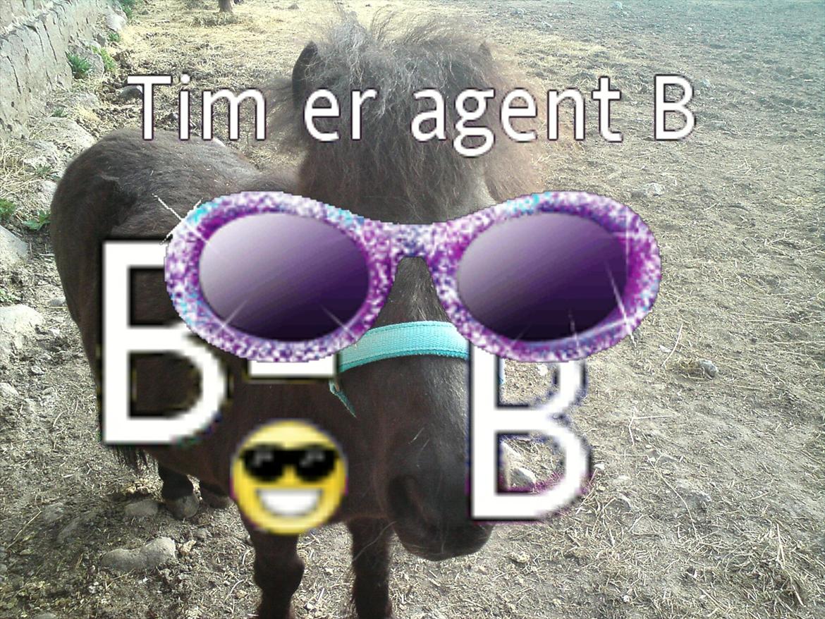 Shetlænder Tim billede 7