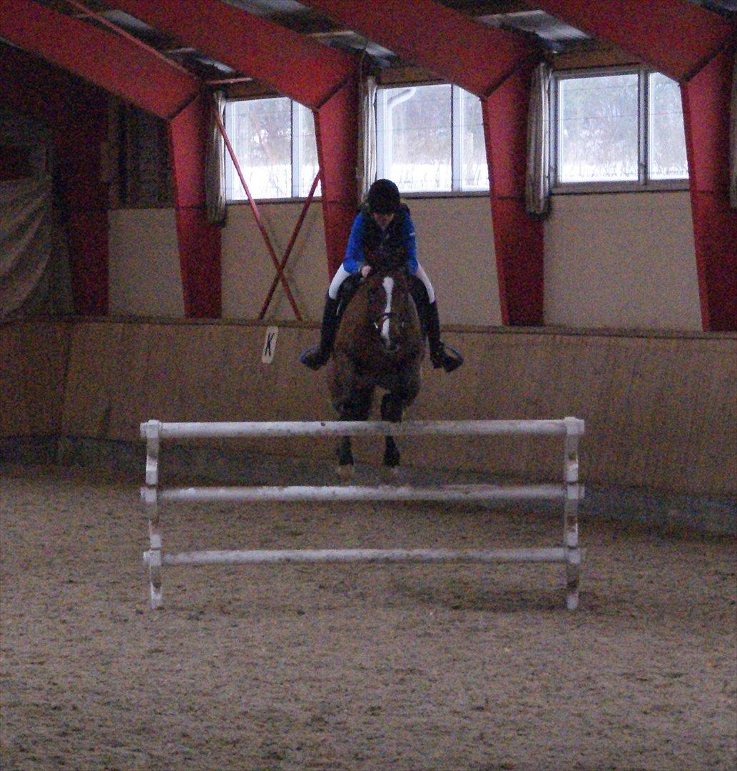 Zangersheide Elco Du Buisson Z billede 7