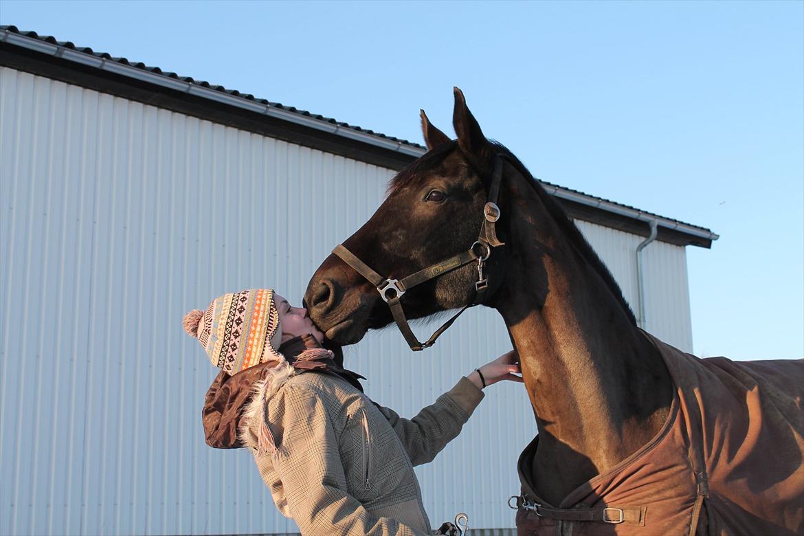 Dansk Varmblod Chanel - Kiss me<3 Foto: Ditte<3 billede 5