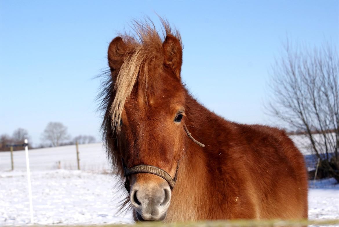 Shetlænder | Skovly's Balou - Balou i sneen - med hans halve pandelok :-) billede 11