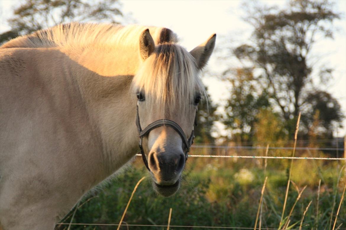 Fjordhest Domino my littel fellow - han ser da bare lidt cout ud :'*<3 billede 19