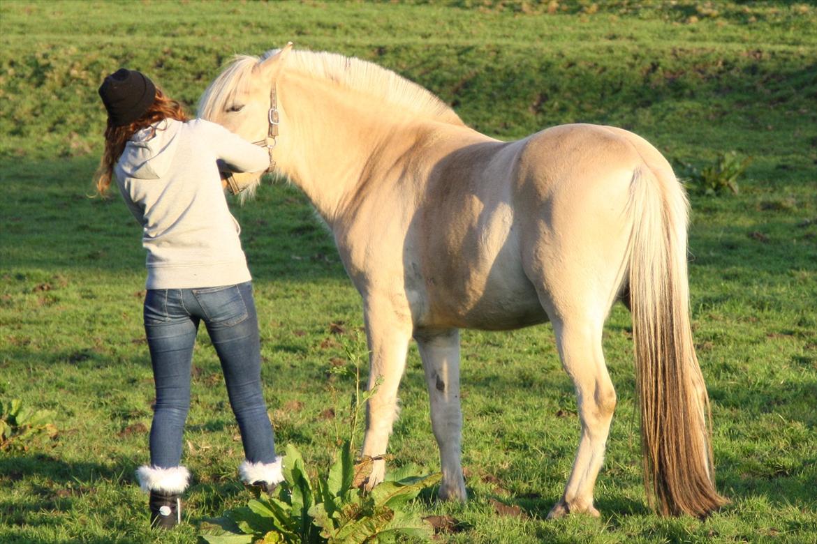 Fjordhest Domino my littel fellow - bamse <3 billede 20