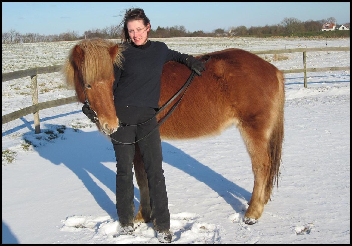 Islænder Blanka fra Kærup billede 20