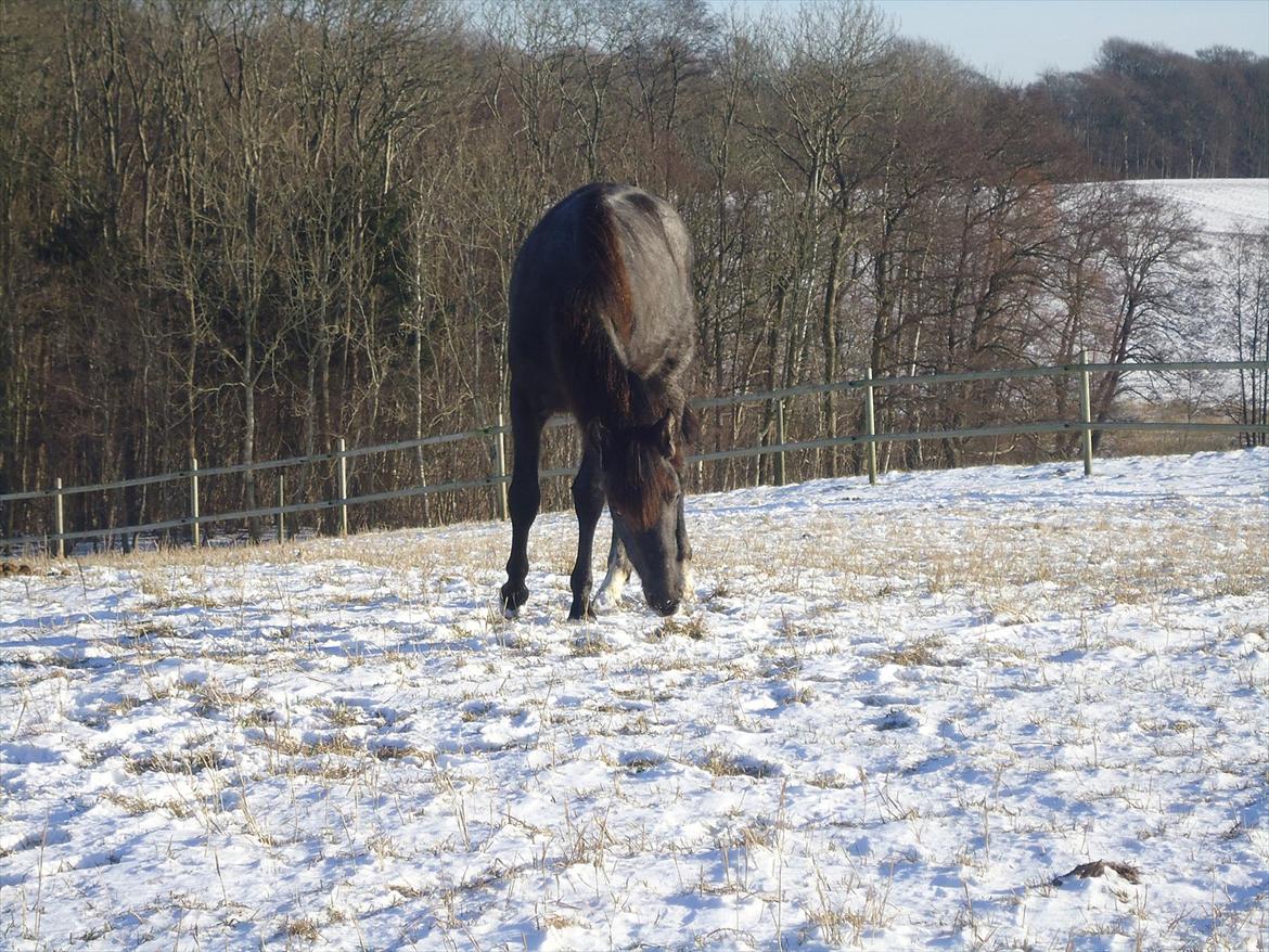 Mangalarga Marchador Libertina vom Cassenhof billede 16