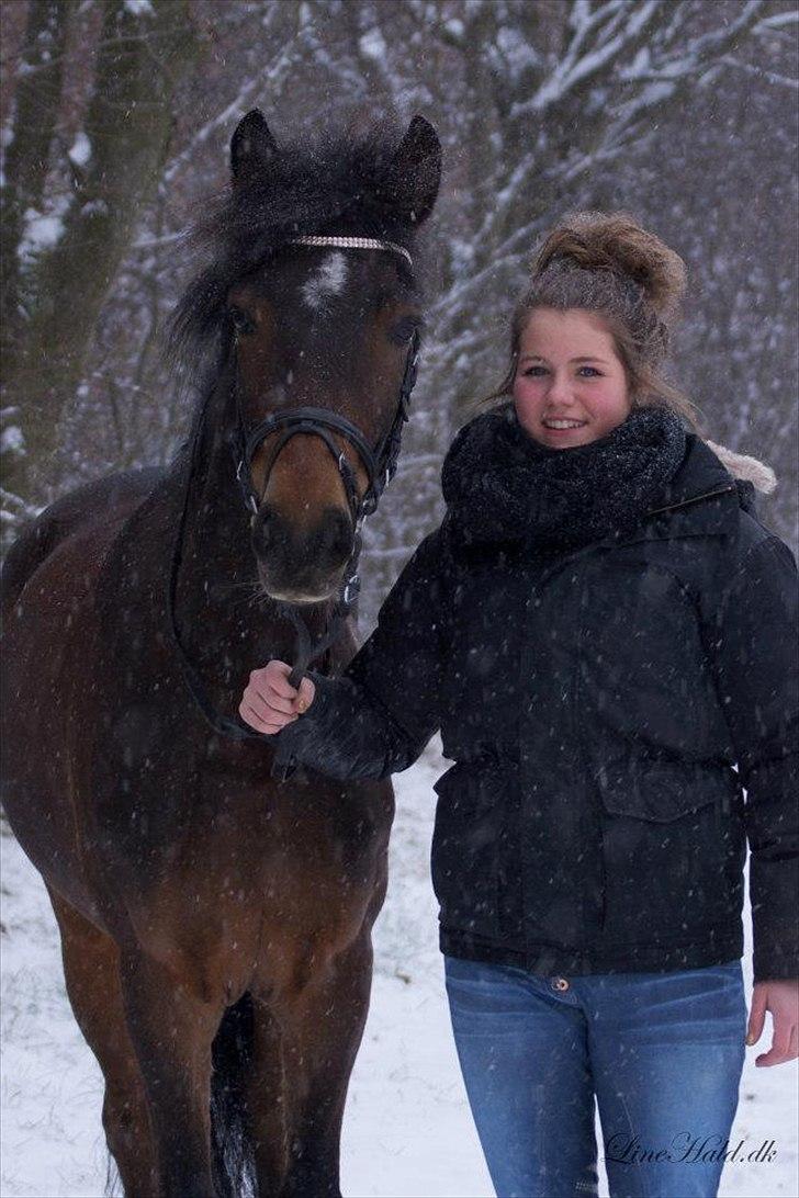 New Forest | Tårups Newton - Januar 2012. Foto: Linehald billede 2