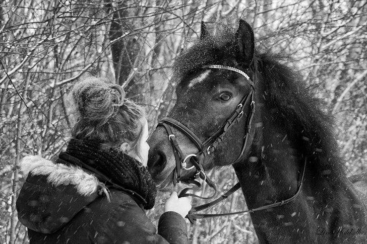 New Forest | Tårups Newton - Kys Januar 2012 Foto: Line Hald billede 1