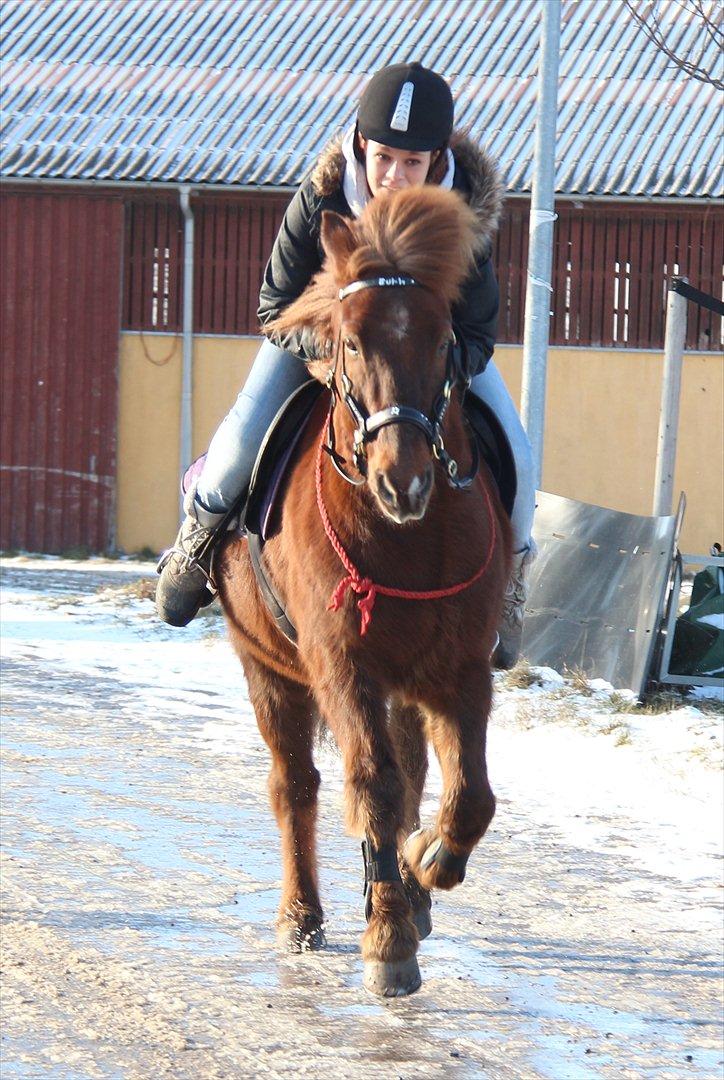 Islænder Birkir af Essendrup(Bubbi<3) xpart:( - Velkommen til BUbbis profil / Januar 2012. Foto: Sarah billede 1